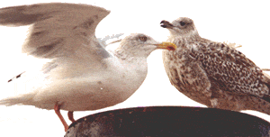 Herring Gulls. See MORE Irish Bird-life with special wildlife trips arranged specially by us for you at Kinsale Angling
