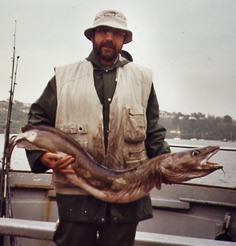 A specimen Ling caught off Kinsale, Sept-2002