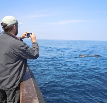 Photographing dolphins