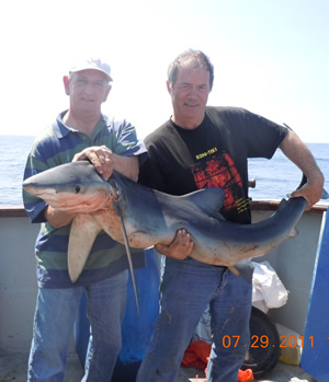 Catch & Release: Blue shark about to be released off Kinsale.