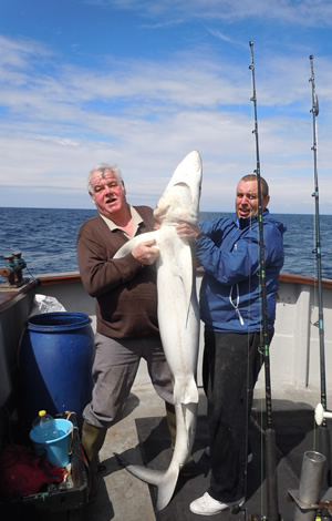Catch & Release: Blue shark about to be retured to Kinsale waters..