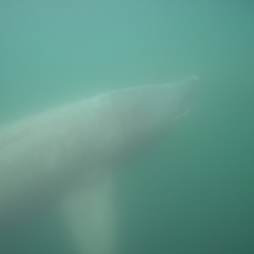 Basking Shark