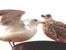 Herring Gulls