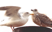 Herring Gulls