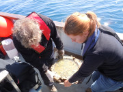 Examining Porthole #1