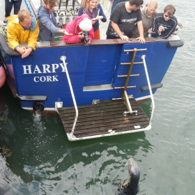 Gray Seals