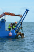 AUD's stockless anchor about to come aboard.