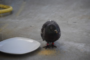 Homing pigeons