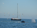 Humpback Whales_1