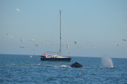 Humpback Whales_1