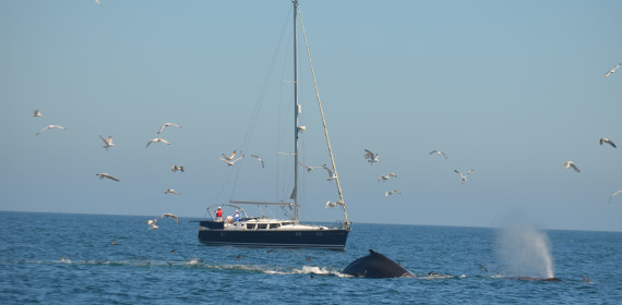 Kinsale Wildlife