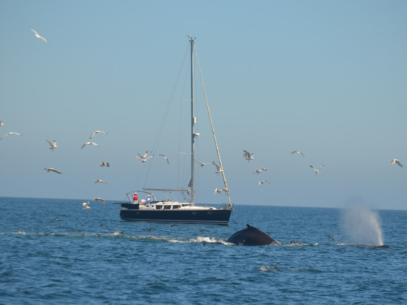 Humpback Whales_1