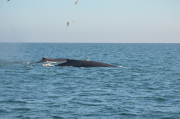 Humpback Whales_10