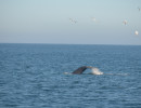 Humpback Whales_11