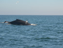 Humpback Whales_12