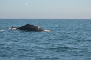 Humpback Whales_12