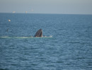 Humpback Whales_13
