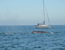 Humpback Whales_14