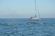 Humpback Whales_14