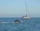 Humpback Whales_16