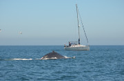 Humpback Whales_16