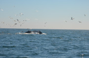 Humpback Whales_17