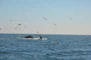 Humpback Whales_18