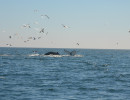 Humpback Whales_19