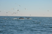 Humpback Whales_19