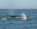 Humpback Whales_2