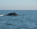 Humpback Whales_22