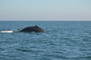 Humpback Whales_22