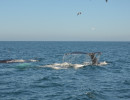 Humpback Whales_23