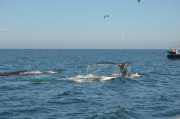 Humpback Whales_23