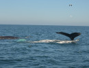 Humpback Whales_24