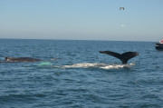 Humpback Whales_24