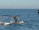 Humpback Whales_26