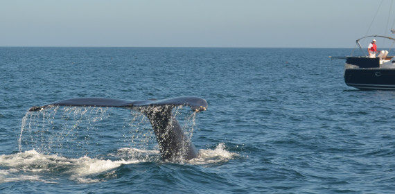 Humpback Whales