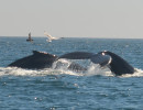 Humpback Whales_27