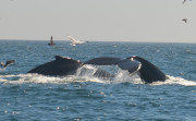 Humpback Whales_27