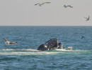 Humpback Whales_28