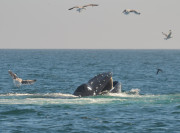 Humpback Whales_28