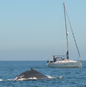 Humpback Whales_29