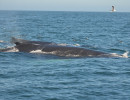 Humpback Whales_3