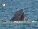 Humpback Whales_30