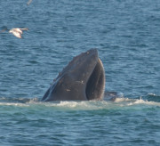 Humpback Whales_30