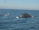 Humpback Whales_4