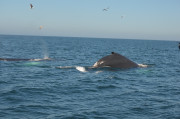 Humpback Whales_4