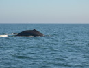 Humpback Whales_5