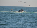 Humpback Whales_6